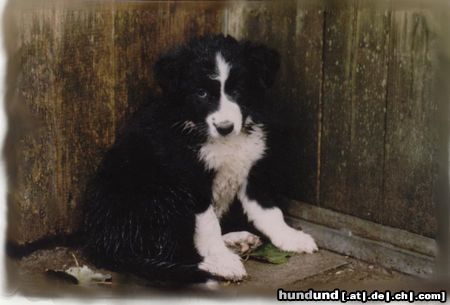 Border Collie Hunde Foto 13536 Border Collie Auch die Gina war mal klein ( Perfectly Dream von der Neckarburg )