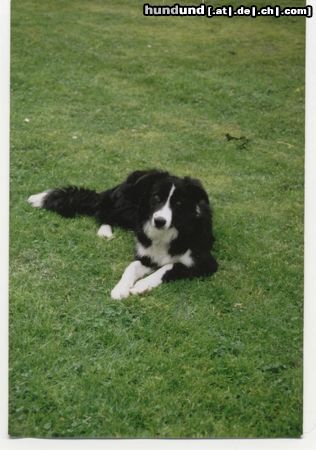 Border Collie Hunde Foto 13535 Border Collie Meine süße Gina ( Perfectly Dream von der Neckarburg )