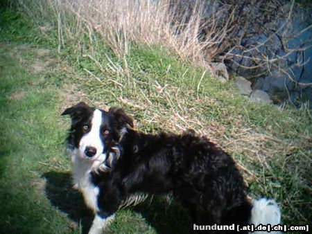 Border Collie Hunde Foto 9431 Border Collie Gioca am Main, 1Jahr alt