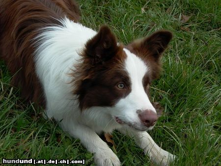 Border Collie Hunde Foto 21922 Border Collie Glenlivet of Pinewood Country
