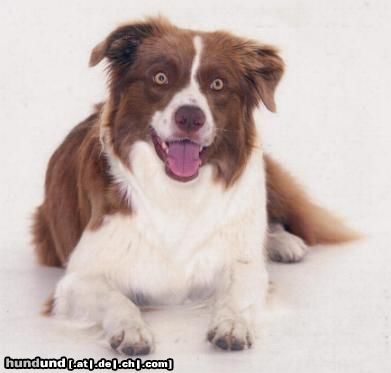 Border Collie Hunde Foto 18844 Border Collie Grace beim Fotoshooting