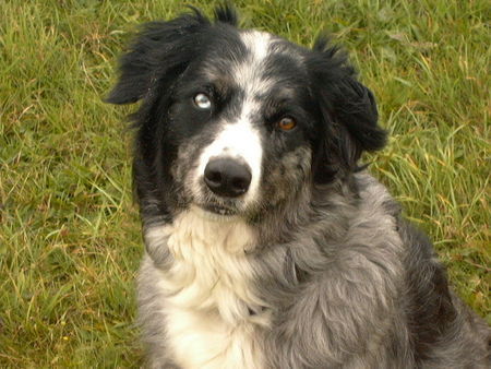 Border Collie Hunde Foto 35309 in höherer Auflösung ansehen Border Collie können diese augen lügen?