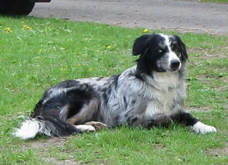 Border Collie Hunde Foto 33433 in höherer Auflösung ansehen Border Collie grisou