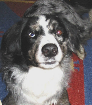 Border Collie Hunde Foto 33894 in höherer Auflösung ansehen Border Collie grisou