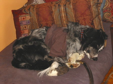 Border Collie Hunde Foto 32959 in höherer Auflösung ansehen Border Collie