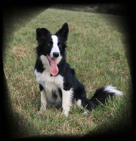 Border Collie Hunde Foto 38338 in höherer Auflösung ansehen Border Collie Laika...13 Mon. alt