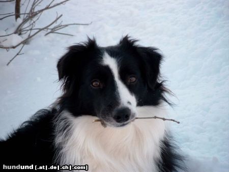Border Collie Hunde Foto 19687 Border Collie ist sie nicht hübsch