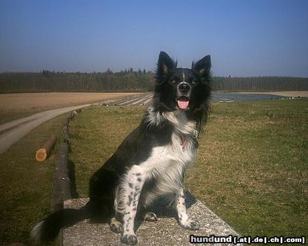 Border Collie Hunde Foto 13717 Border Collie Jacky mal aufmerksam *g*