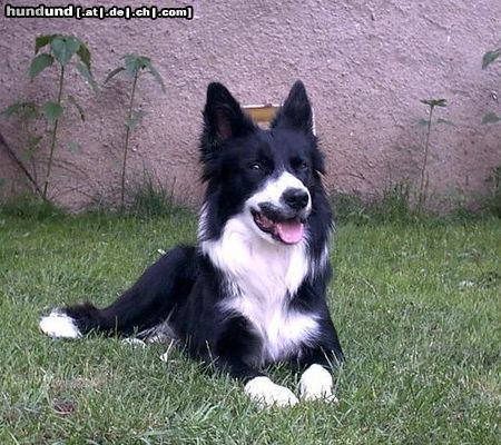 Border Collie Hunde Foto 12191 Border Collie Jackie Chan beim chillen im Garten, das Wetter ist perfekt und er genießt sein leben. Besser könnte es ihm gar nicht gehen :-)