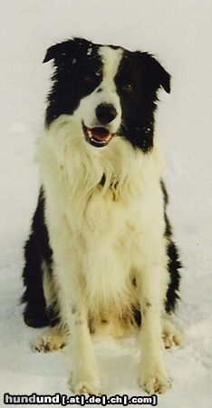 Border Collie Hunde Foto 14760 Border Collie Jasper aus SPO gew. 21.04.1998
