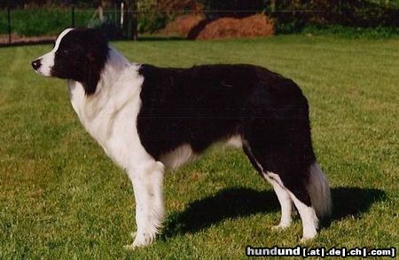 Border Collie Hunde Foto 14759 Border Collie Jasper aus SPO gew. 21.04.1998