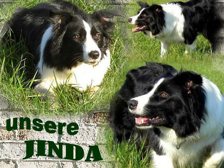 Border Collie Hunde Foto 38321 in höherer Auflösung ansehen Border Collie Border Dame Jinda