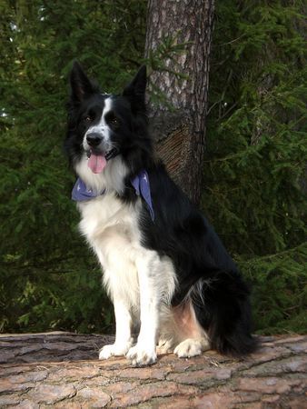 Border Collie Hunde Foto 35095 in höherer Auflösung ansehen Border Collie mein joki