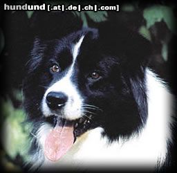 Border Collie Hunde Foto 5212 Border Collie Nells Papa Josh