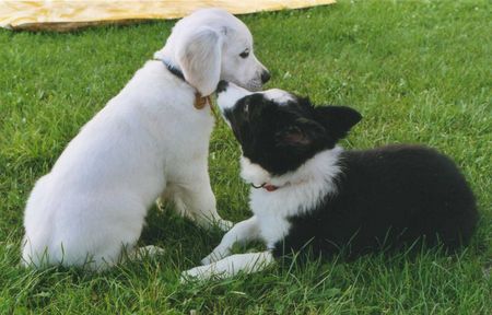 Border Collie Hunde Foto 2489 Border Collie AMY of Goblin's fountain