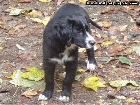 Border Collie Hunde Foto 25031 in höherer Auflösung ansehen Border Collie Border-Neuf-Labrador-Münsterl-Mix-Baby
