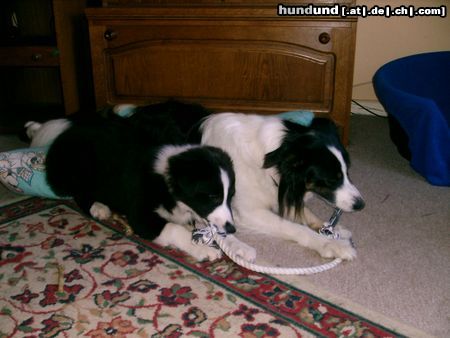 Border Collie Hunde Foto 23526 Border Collie MOLLY & LEXA,meine geliebten border-mixe