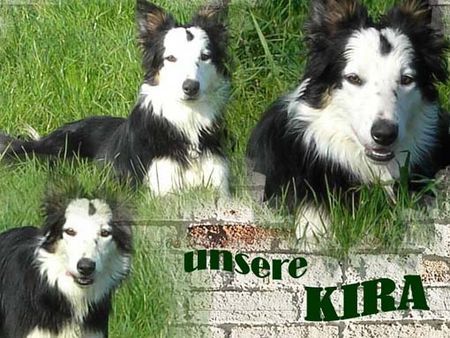 Border Collie Hunde Foto 38322 in höherer Auflösung ansehen Border Collie Border Dame Kira