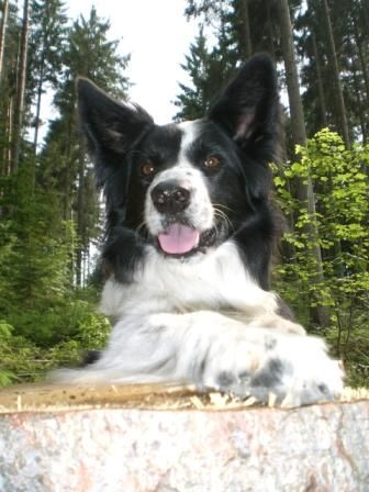 Border Collie Hunde Foto 39801 in höherer Auflösung ansehen Border Collie ich bin der chef