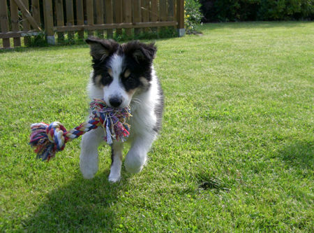 Border Collie Hunde Foto 39251 in höherer Auflösung ansehen Border Collie gino a real gentleman