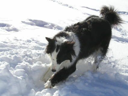 Border Collie Hunde Foto 2422 Border Collie Lady