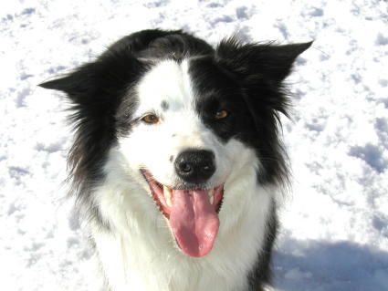 Border Collie Hunde Foto 2457 Border Collie Lady