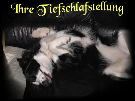 Border Collie Hunde Foto 38345 in höherer Auflösung ansehen Border Collie Laika & ihre schlafstellung :-))