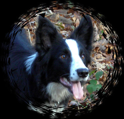 Border Collie Hunde Foto 38333 in höherer Auflösung ansehen Border Collie Laika...12 Mon. alt