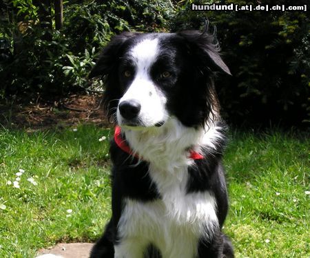 Border Collie Hunde Foto 22990 in höherer Auflösung ansehen Border Collie