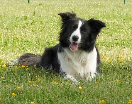 Border Collie Hunde Foto 38315 Border Collie Border Hündin Jinda...unsere süße