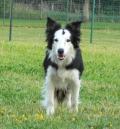 Border Collie Hunde Foto 38313 Border Collie Border Hündin Kira / White face