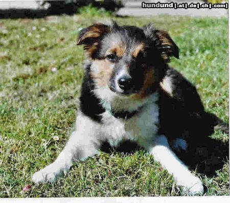 Border Collie Hunde Foto 22724 in höherer Auflösung ansehen Border Collie Nelly