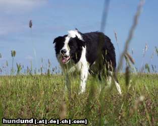 Border Collie Hunde Foto 14755 Border Collie Jasper aus St. Peter-Ording