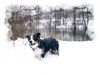 Border Collie Foto: Winterzauber (ID 27044) Border Collie Hund