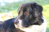 Border Collie Foto: Akira am 04.Dez.05 (ID 27351) Border Collie Hund