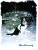 Border Collie Foto: Abendstimmung (ID 27045) Border Collie Hund