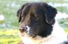Border Collie Foto: Akira am 04.Dez.05 (ID 27352) Border Collie Hund