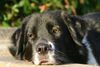Border Collie Foto: Akira am 04.Dez.05 (ID 27355) Border Collie Hund