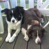 Border Collie Foto: Mina und Paula an der Ostsee (ID 38365) Border Collie Hund