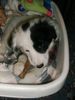 Border Collie Hund