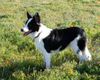Border Collie Foto: Momo (ID 23440) Border Collie Hund