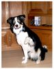Border Collie Foto: Balu der Bär (ID 14777) Border Collie Hund