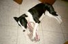 Border Collie Foto: Ronja´s lieblings Spielzeug (ID 7066) Border Collie Hund