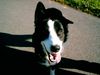 Border Collie Foto: Mein bester Freund Fly mit 9 Monaten (ID 6526) Border Collie Hund