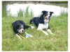 Border Collie Hund