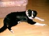 Border Collie Foto: LEXA,collie-border collie-mix,5mon (ID 23523) Border Collie Hund