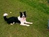 Border Collie Foto: border collie-mix MOLLY,2jahre (ID 18750) Border Collie Hund