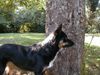 Border Collie Foto: Waiting for the ball (ID 5022) Border Collie Hund