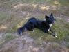 Border Collie Foto: Also waiting for the ball (ID 5023) Border Collie Hund