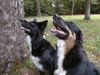 Border Collie Foto: Angel and Blaithin (ID 5097) Border Collie Hund